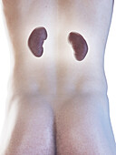 Male kidneys, illustration