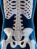 Male skeletal system, illustration