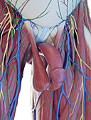 Male reproductive organs, illustration