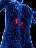 Male kidneys and adrenal , illustration
