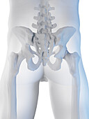 Male pelvic bones, illustration