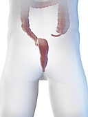 Male large intestine and , illustration