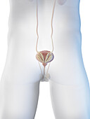 Male lower urinary tract, illustration