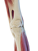 Male knee muscles, illustration