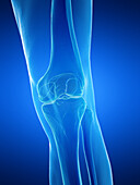 Male knee bones, illustration