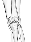 Male knee bones, illustration