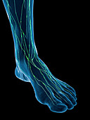 Lymphatics of the foot, illustration