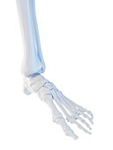 Bones of the foot, illustration