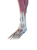 Structure of the foot, illustration