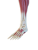 Muscles of the foot, illustration