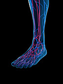 Veins of the foot, illustration