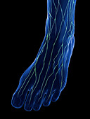 Lymphatics of the foot, illustration