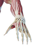 Muscles of the hand, illustration