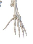 Bones of the hand, illustration