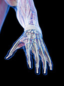 Structure of the hand, illustration