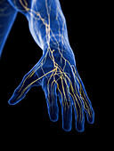 Nerves of the hand, illustration