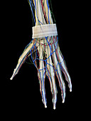 Bones of the hand, illustration