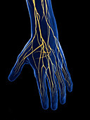 Nerves of the hand, illustration