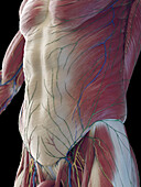 Male abdominal muscles, illustration