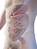 Male gastrointestinal system, illustration