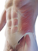 Male abdominal muscles, illustration