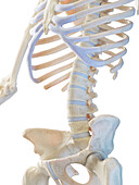 Skeletal system, illustration