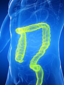Male large intestines, illustration