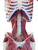 Male deep abdominal muscles, illustration