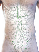 Male lymphatic system, illustration