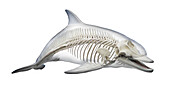 Dolphin's skeletal system, illustration