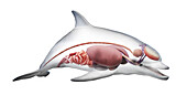 Dolphin's internal organs, illustration