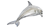 Dolphin's skeletal system, illustration