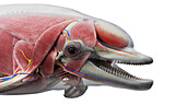 Dolphin's head muscles, illustration