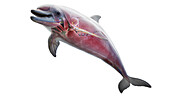 Dolphin's muscular system, illustration