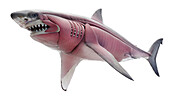 Shark's muscular system, illustration