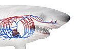 Shark's cardiovascular system, illustration