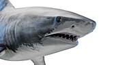 Tiger Shark, illustration