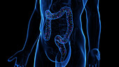 Microbiome of the colon, illustration