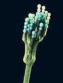 Penicillium fungus, illustration