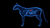 Cat's adrenal glands, illustration