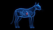 Cat's gallbladder, illustration