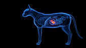 Pancreas of a cat, illustration