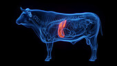 Cow's liver, illustration