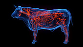 Cow's lymphatic system, illustration