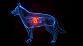 Dog's liver, illustration