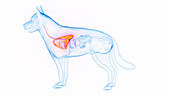 Dog's lungs, illustration