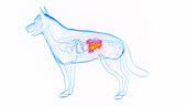 Dog's small intestine, illustration