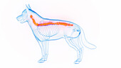 Dog's spine, illustration