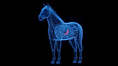 Horse's pancreas, illustration
