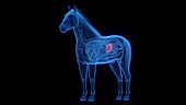 Horse's spleen, illustration